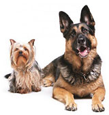 Revolution Heartworm Treatment for Dogs Revolution Heartworm Treatment for Dogs