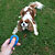 How to Train Your Dog to Love the Clicker How to Train Your Dog to Love the Clicker