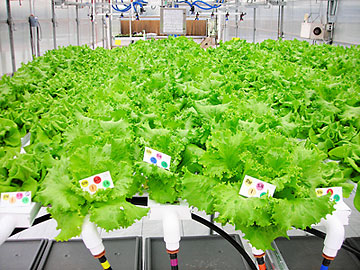 hydroponics